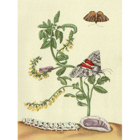 Muldershouse | Merian - 2