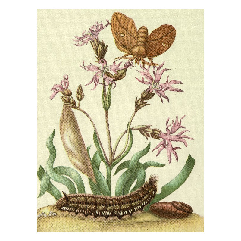Muldershouse | Merian - 2