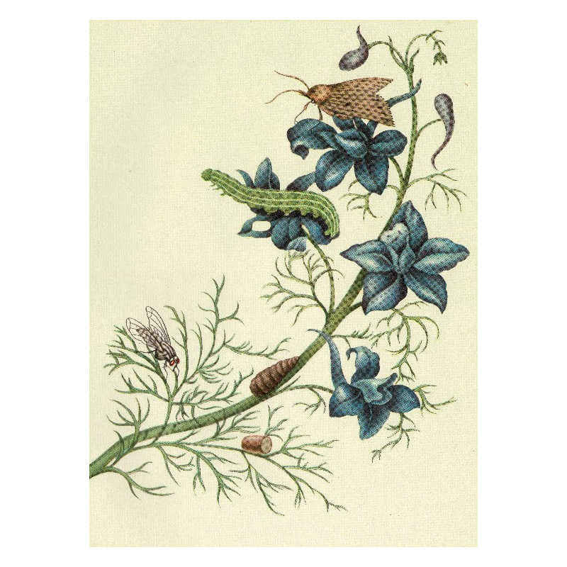 Muldershouse | Merian - 2