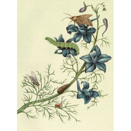 Muldershouse | Merian - 2